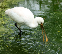 White spoonbill