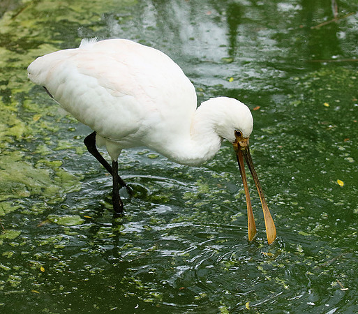 White spoonbill