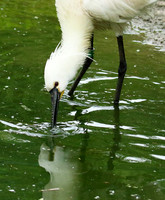 White spoonbill