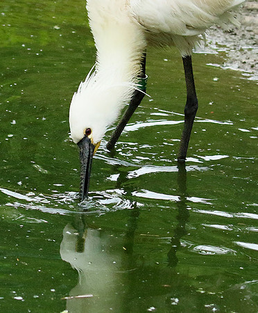 White spoonbill