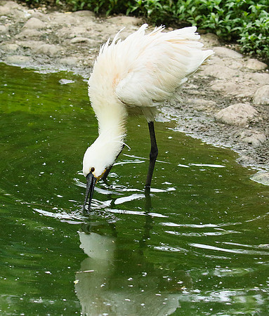 White spoonbill