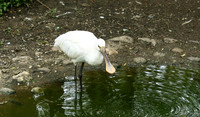White spoonbill
