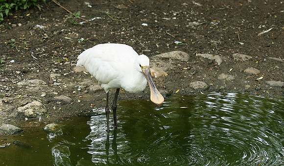 White spoonbill