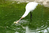 White spoonbill