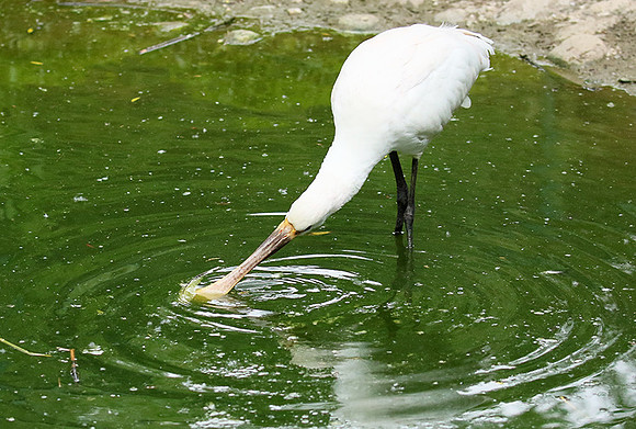 White spoonbill