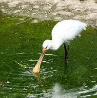 White spoonbill
