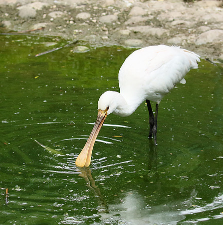White spoonbill