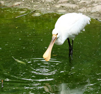 White spoonbill