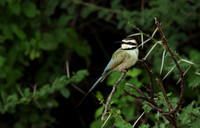 White-fronted bee-eater - Shompole
