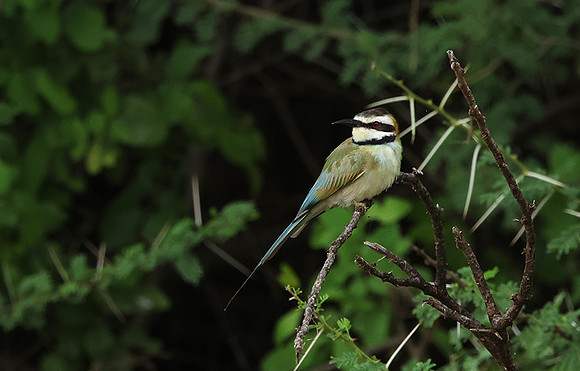White-fronted bee-eater - Shompole