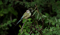 White-fronted bee-eater - Shompole
