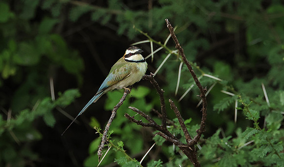 White-fronted bee-eater - Shompole