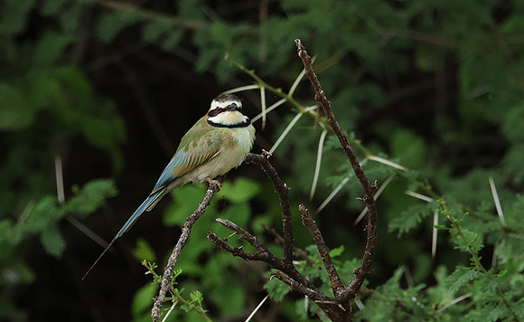 White-fronted bee-eater - Shompole