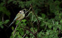 White-fronted bee-eater - Shompole