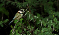 White-fronted bee-eater - Shompole