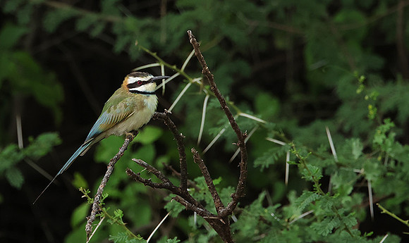 White-fronted bee-eater - Shompole