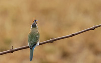 White-fronted bee-eater - Shompole