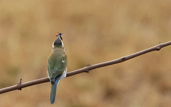 White-fronted bee-eater - Shompole