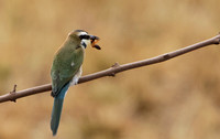 White-fronted bee-eater - Shompole