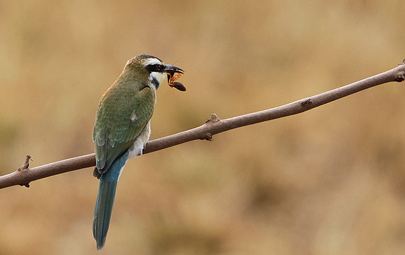 White-fronted bee-eater - Shompole
