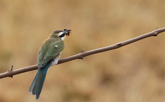White-fronted bee-eater - Shompole