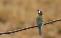 White-fronted bee-eater - Shompole