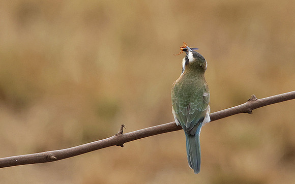 White-fronted bee-eater - Shompole