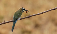 White-fronted bee-eater - Shompole