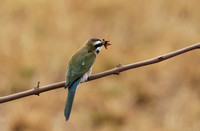 White-fronted bee-eater - Shompole