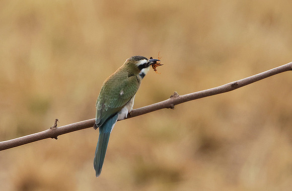 White-fronted bee-eater - Shompole