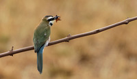 White-fronted bee-eater - Shompole