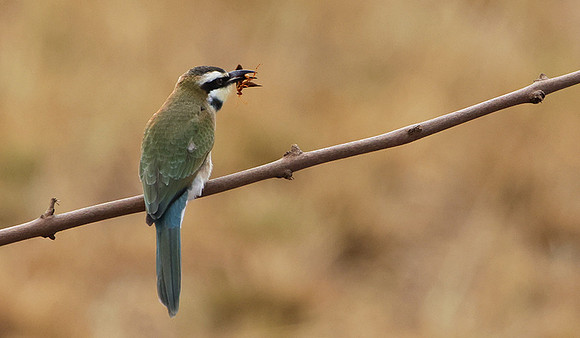 White-fronted bee-eater - Shompole