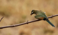 White-fronted bee-eater - Shompole