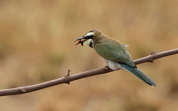 White-fronted bee-eater - Shompole