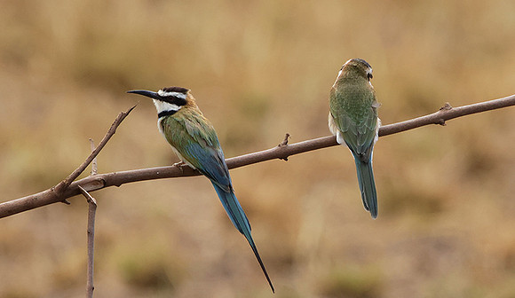 White-fronted bee-eater - Shompole