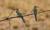 White-fronted bee-eater - Shompole