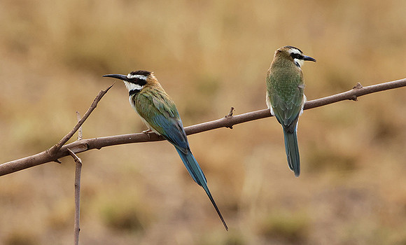 White-fronted bee-eater - Shompole