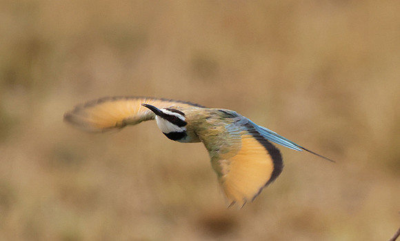 White-fronted bee-eater - Shompole