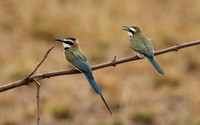 White-fronted bee-eater - Shompole