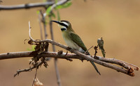 White-fronted bee-eater - Shompole
