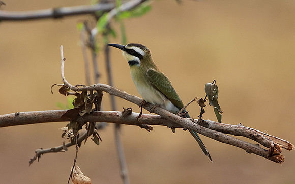 White-fronted bee-eater - Shompole