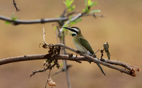 White-fronted bee-eater - Shompole