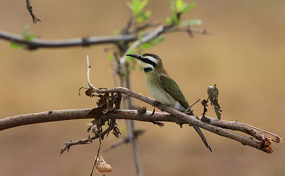 White-fronted bee-eater - Shompole