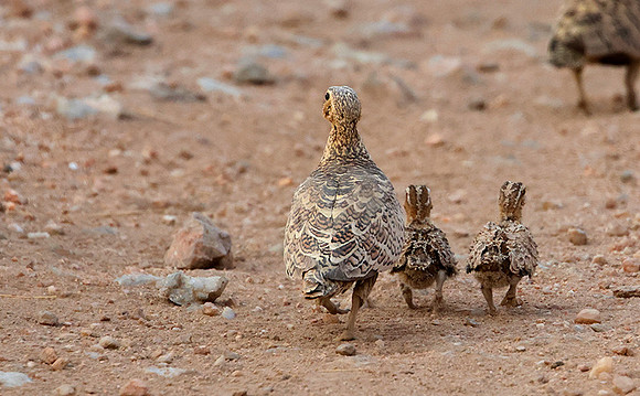Black-faced sandgrouse -