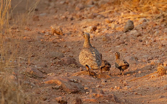 Black-faced sandgrouse -