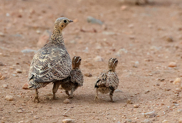 Black-faced sandgrouse -