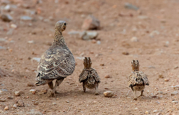 Black-faced sandgrouse -