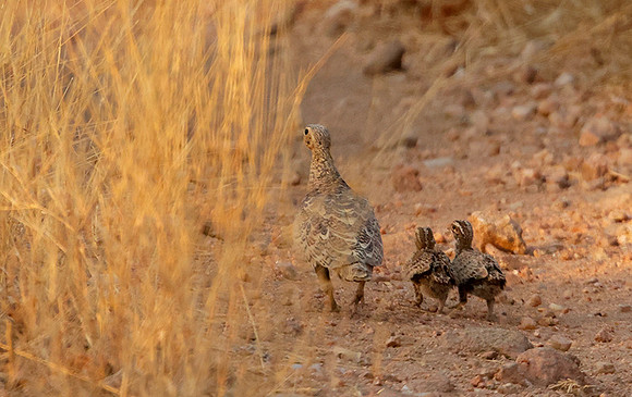 Black-faced sandgrouse -