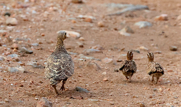 Black-faced sandgrouse -