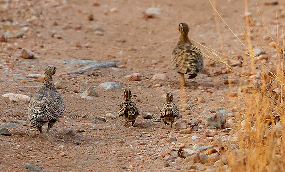 Black-faced sandgrouse -